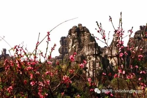 春光无限好，花艳景美岂能错过！