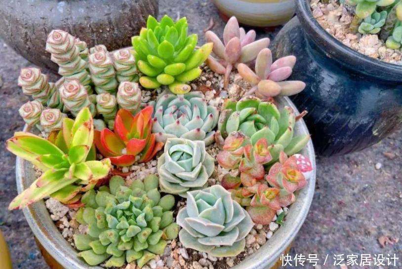 土质|夏养多肉,想要收获满满一盆?多栽几株钱串,2个月就梦想成真