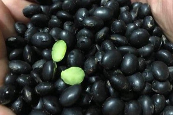 黑豆|都说吃醋泡黑豆好,究竟吃醋泡黑豆有什么好处今天告诉你答案!