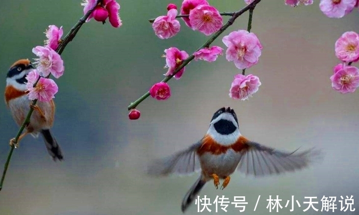 王维$三首唐诗写春天,春光春色春满园,读经典恍若神游胜景一“耍仙”