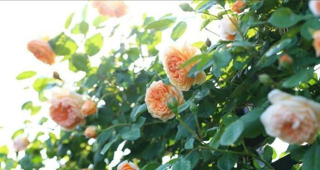 月季修剪藤本月季修剪,灌木月季修剪,微月修剪,这里讲透了