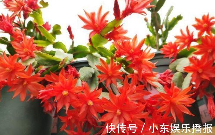 福旺运旺财|4种花养家里，福旺运旺财更旺，比牡丹还美，年年开花美翻