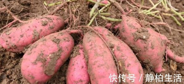 糖尿病患者|红薯被誉为“长寿食物”,营养价值丰富,可有3类人却不能吃!
