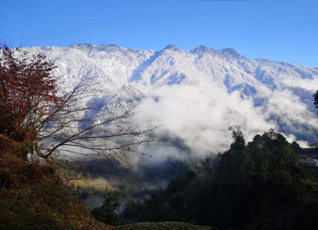 黑竹|黑竹沟也下雪啦！白茫茫一片，美炸！！