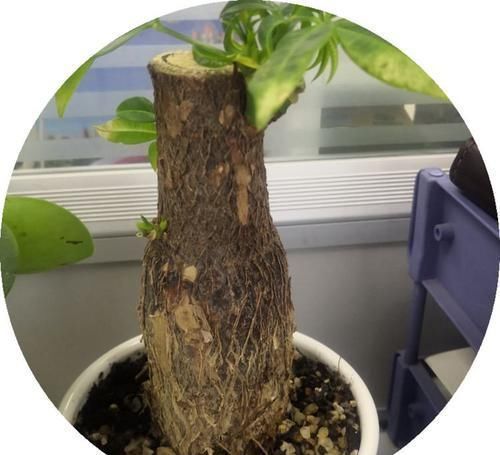 发财树发黄还烂根?水浇错了,换个浇法呼呼疯长,植株苍劲挺拔