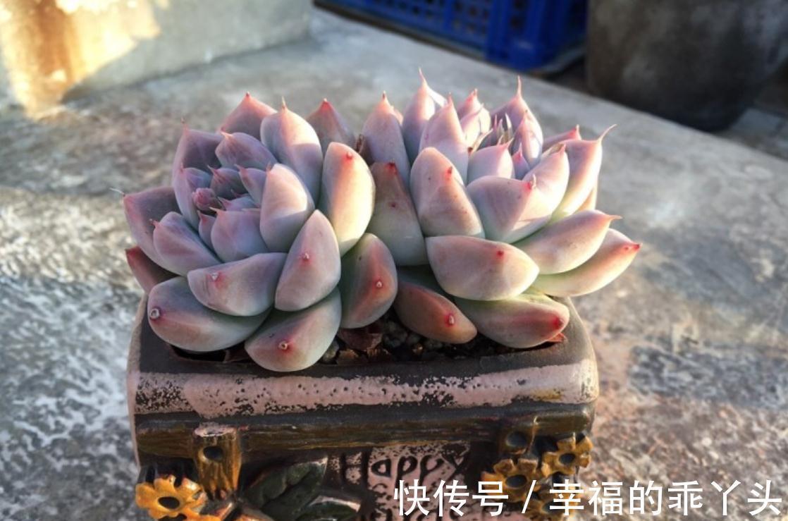 多肉掉叶子的原因,新手要注意