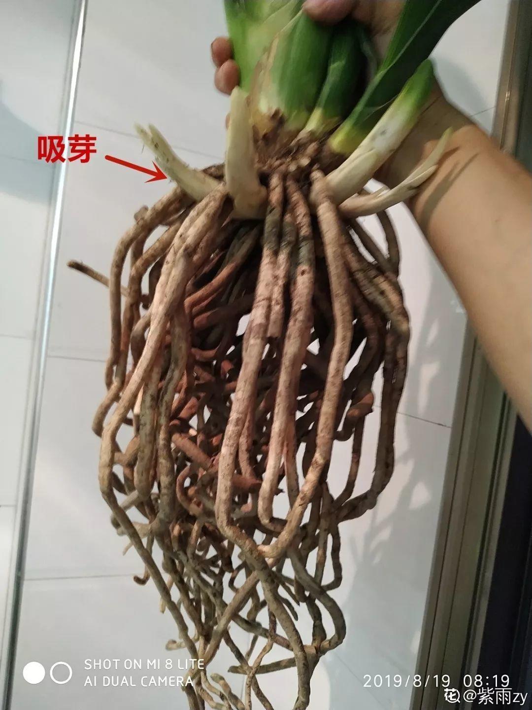 秋天给花铲一锹，一盆变五盆，根本不用扦插！