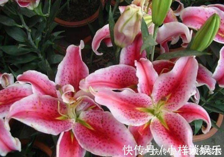 香水百合香水百合|4种花高贵优雅,开出的花朵迷人,开满整个花盆