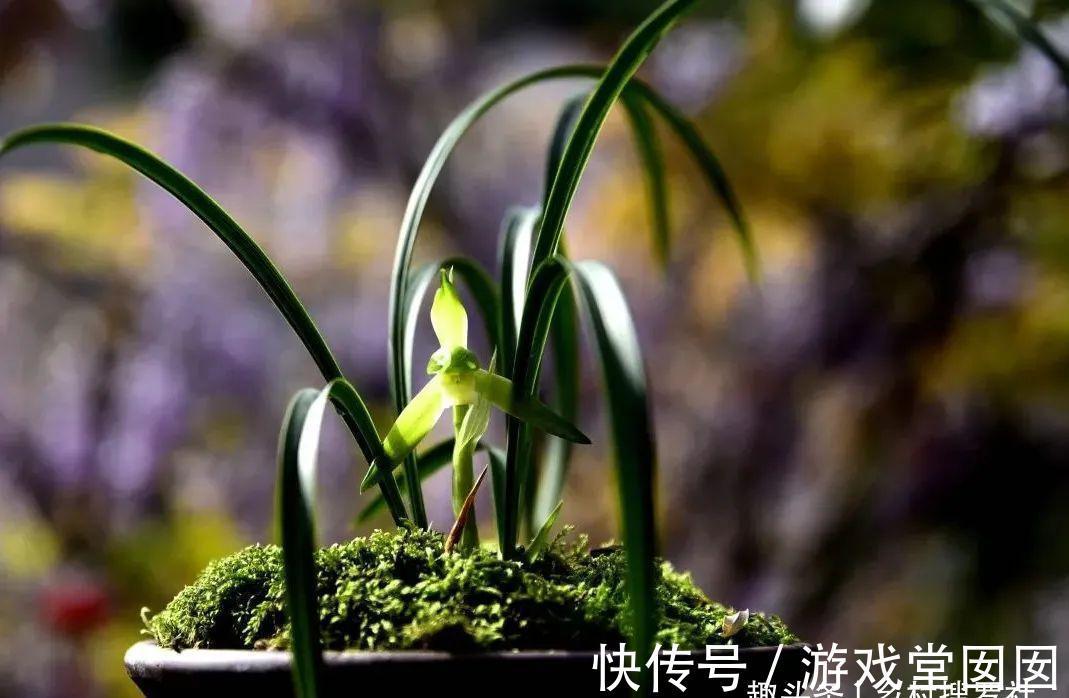 兰花春化的技巧,谨防花苞在冬眠期复苏,新手兰友想做却不敢做