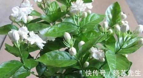 冬天养2种花，一定不能太保暖，做错了，小心来年没花赏