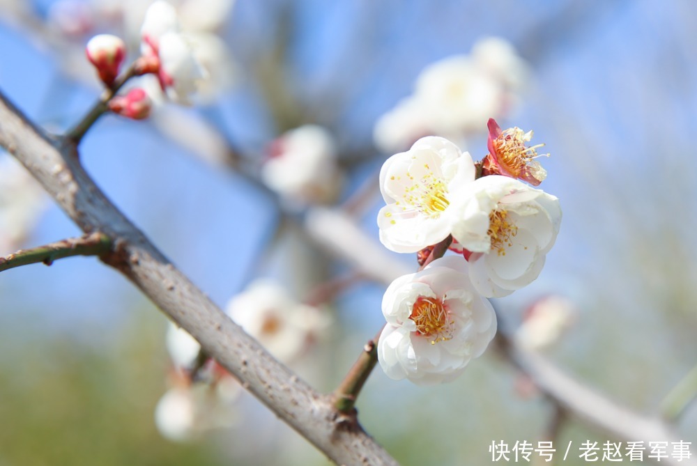 赏景啦！新年添喜色，西昌湿地公园梅花绽放