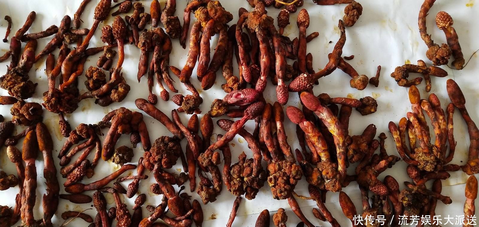 长相|它名叫“红冬蛇菰,”长相酷似菌类植物,一年只能采摘几斤