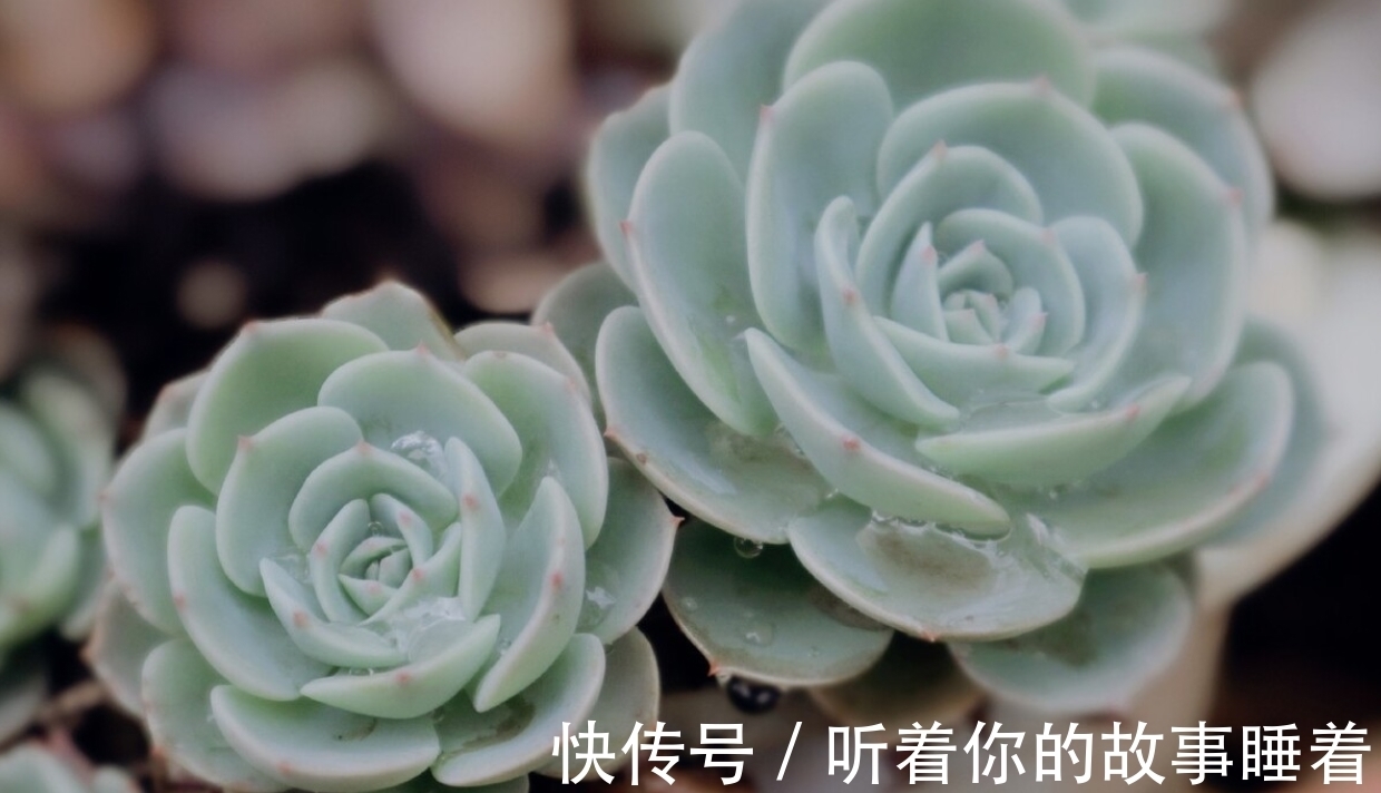 春天栽种多肉植物,做好5个“不”,棵棵长成小胖球