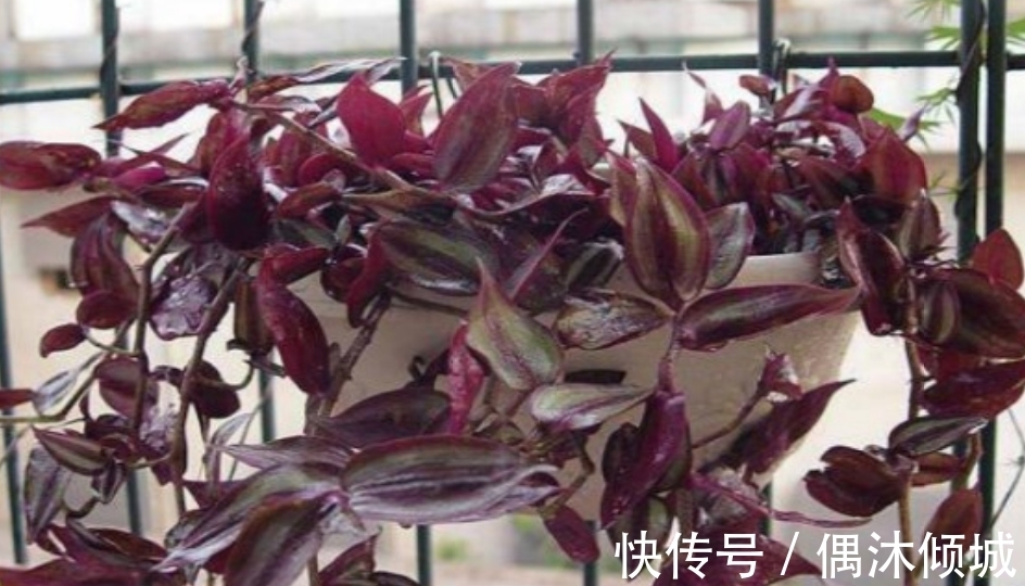 紫色吊兰怎么养才能更旺盛,4个技巧让你的紫色吊兰疯长爆盆