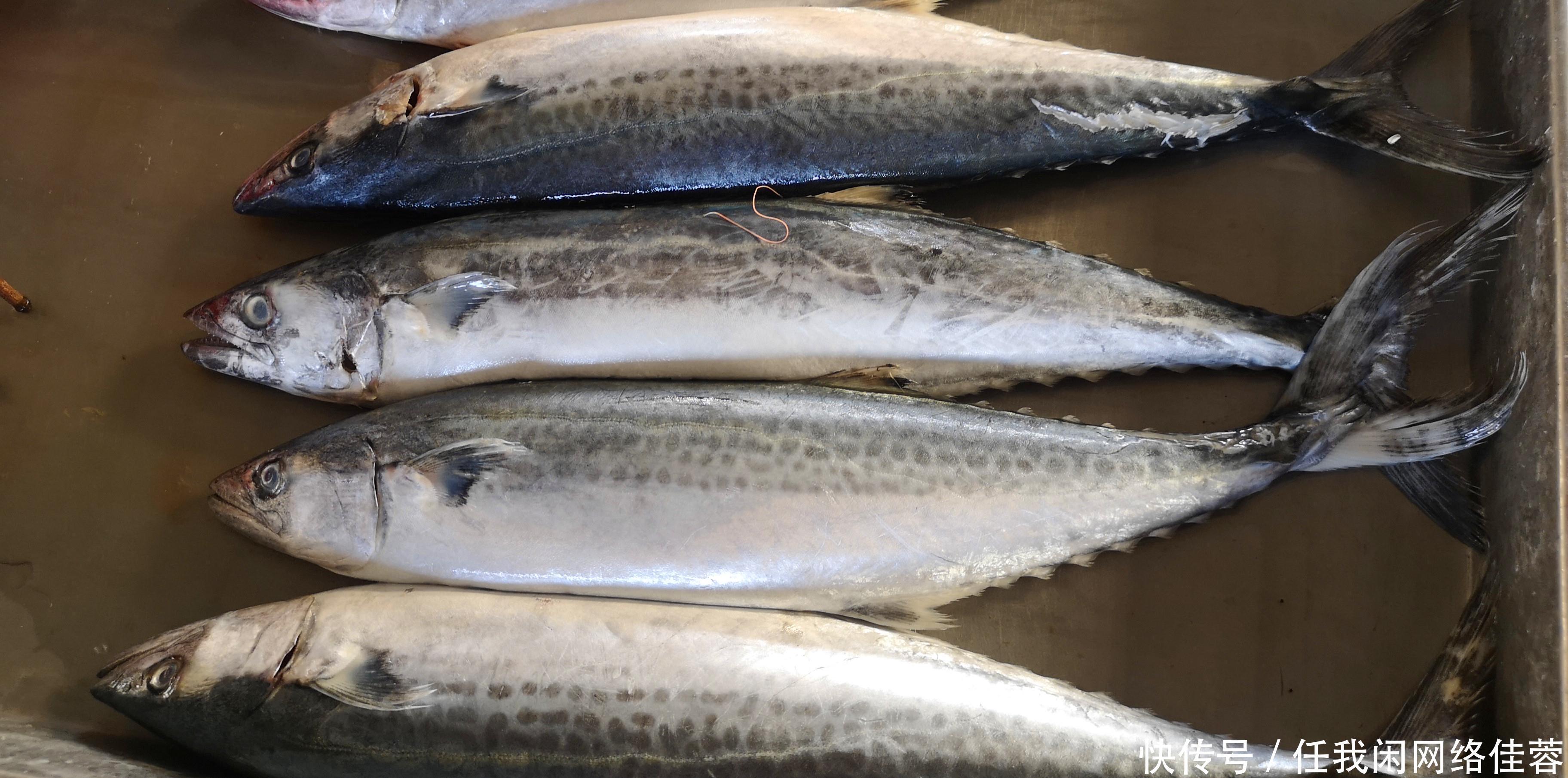 美味|春天碰到这鱼,我从不讲价,一次准买好几斤,酱油水煮最美味