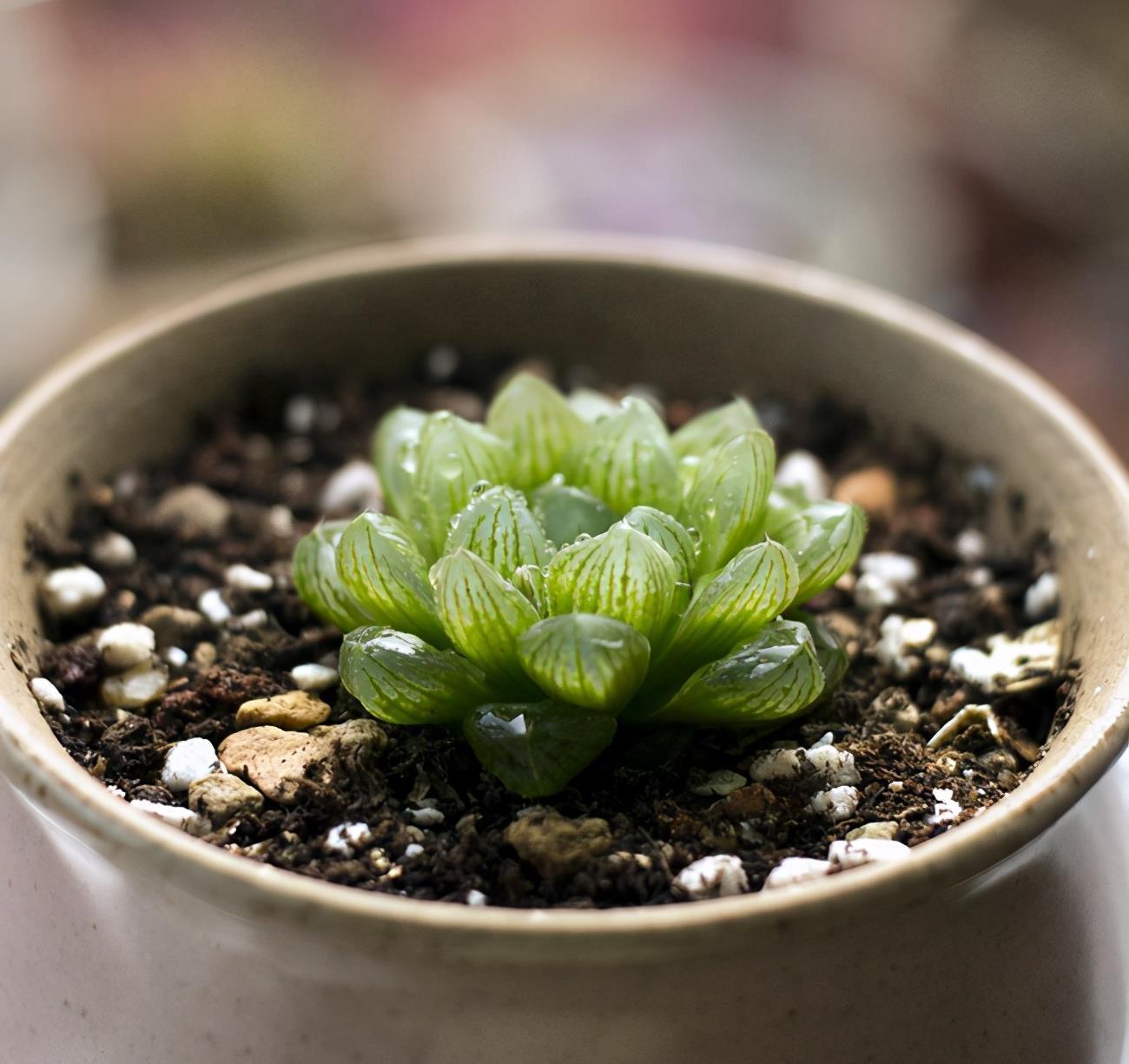 阿福花科|多肉大部分怕水，喜欢水的多肉，你养过吗？