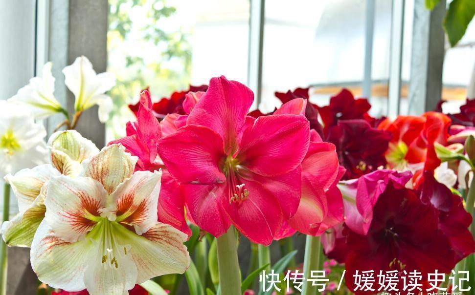 10种“旺运花”,家里至少养一盆,漂亮吉祥还“养人”