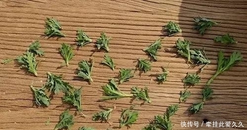 根全烂了别扔,这样做,分分钟把花救活!