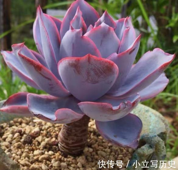 3款高颜值多肉,大部分人都后悔入手,图片好看,养起来很坑