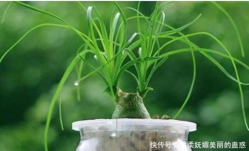 家养这些盆栽,不用费心思,花朵鲜艳妖艳,开花轻松挤爆盆,超赞