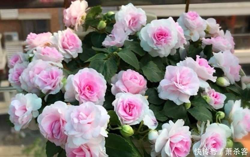 4种花养家里,满屋飘香,好养又漂亮,爆起盆阳台美成“花海”!