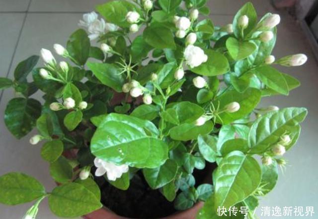 施肥|茉莉花叶片“畸形”不能忽视!消除3个“隐患”,花苞长满枝
