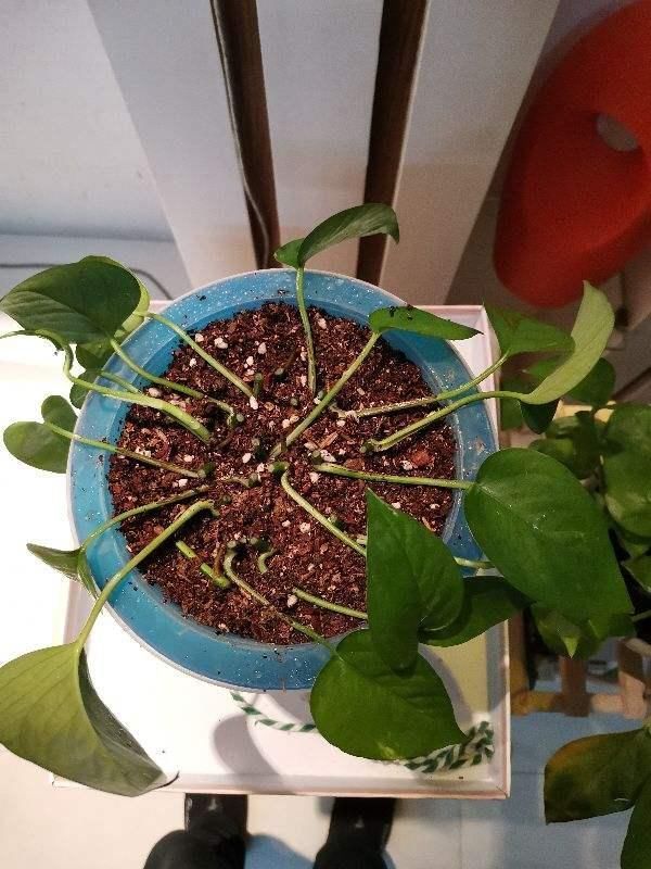 不烂|土里加点酸酸水,盆土软得像发糕,养花透气不烂根