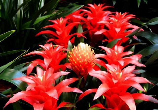 冬季有4种花是“一次性”植物,开完扔掉就行,再养浪费时间!