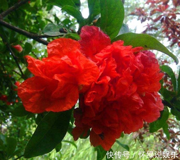 此花养家里，年年都开花，红红火火好运来，比绿萝好看10倍