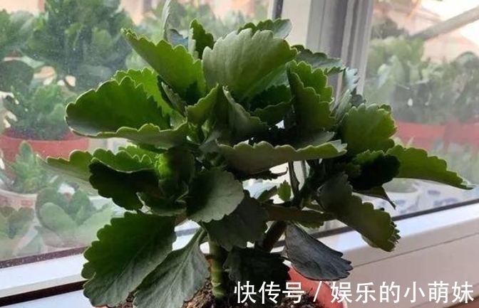 叶片|长寿花总是养不好，告诉你常见问题处理方法，让它从秋季开到夏季