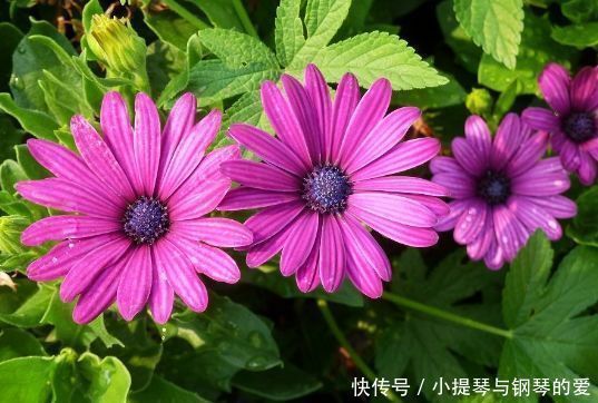 名流|4种花好养又漂亮,一年四季花开不停,开花量大,花开枝繁叶茂