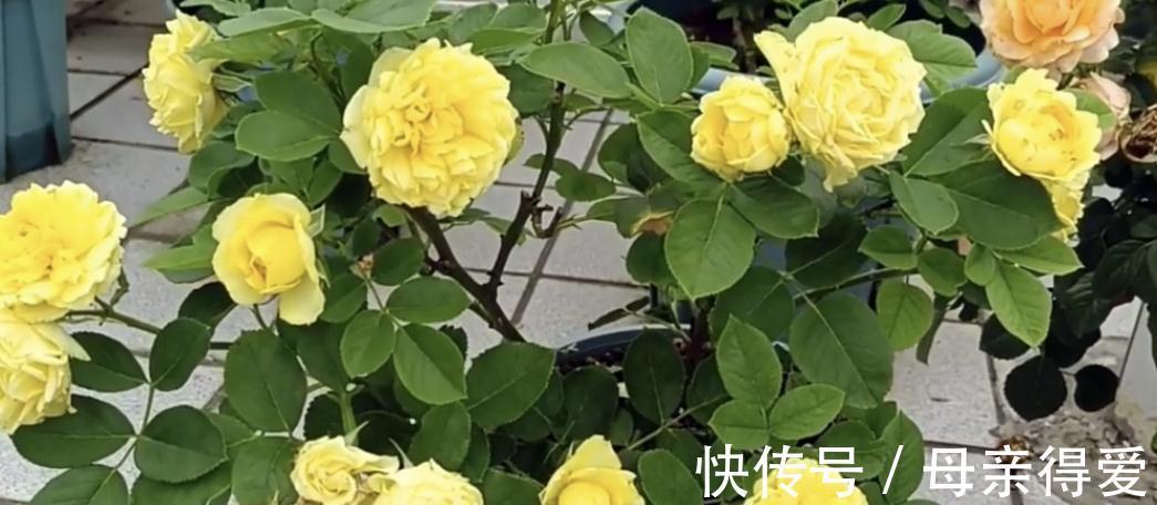阳台党花友养月季，这两款是首选，节省空间，开花勤快