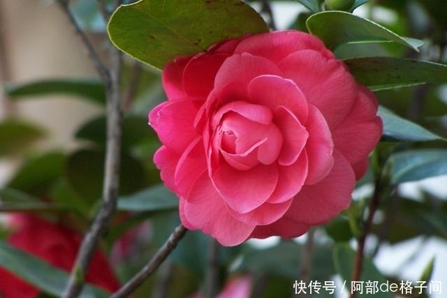 茶花僵蕾怎么办?找到原因对症下药,花蕾很快全部打开!