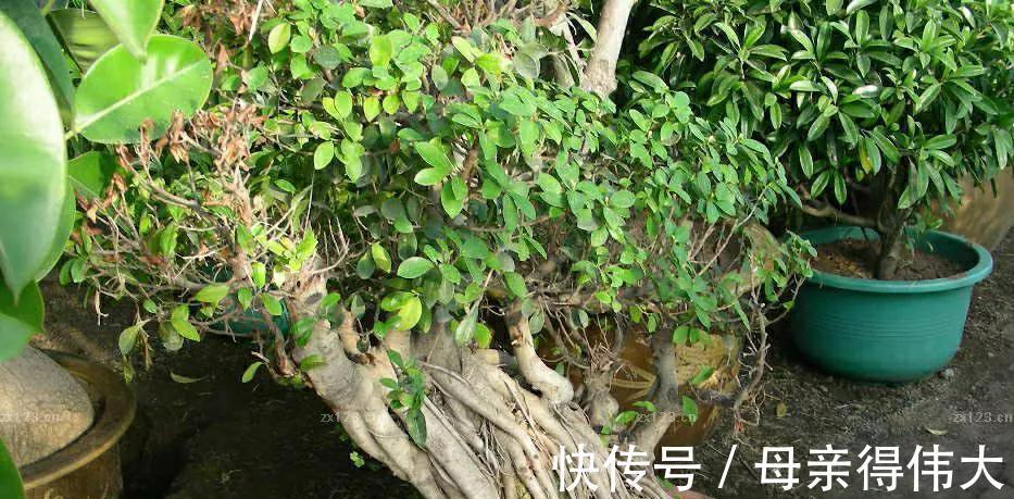 养过榕树以后才后悔，本以为是盆常绿货，结果叶片发黄像棵草