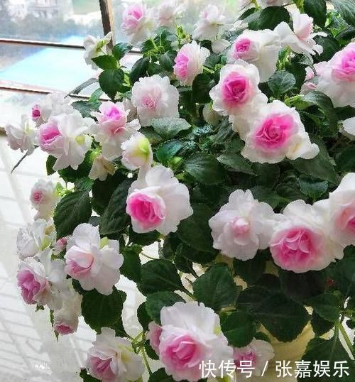 盆栽换上新土没几个月就板结怎么办别着急,撒点它十年不结块