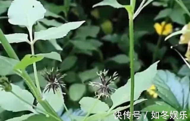 肠胃炎|在农村被叫做“刺蒲公英”，能当野菜也能入药，能治胃病效果高