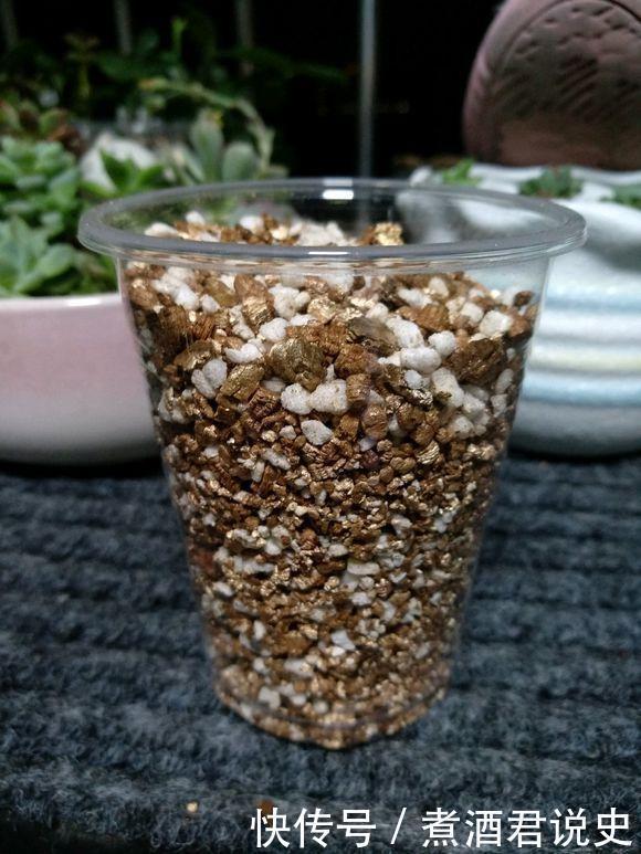 多菌灵|扦插最佳时期到了,有这花赶紧插,沾土就能活!