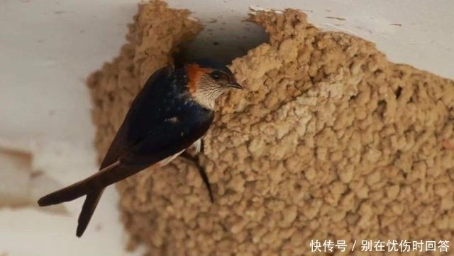 “宅子现四喜,家中出能人”,实际指代啥专家反正听了不吃亏