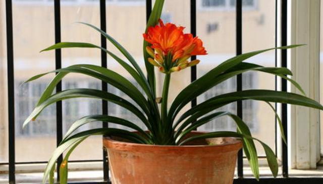 花友们|君子兰不开花,却不知道问题在哪老花匠这些地方有讲究