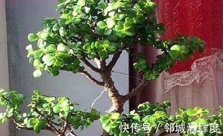 枝条|大妈养一株“象鼻”盆景, 从没人要变“万元级”, 才花3个月!