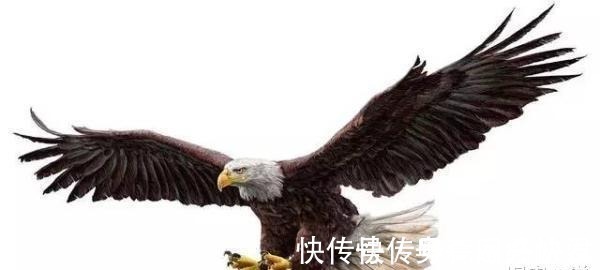 松柏高立图&齐白石画1头鹰卖4亿,为何李苦禅画5头鹰,却只能卖一千多万?