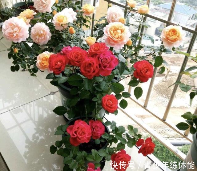 月季花苞越来越小趁着天热“剪几刀”，再次开花又大又密！