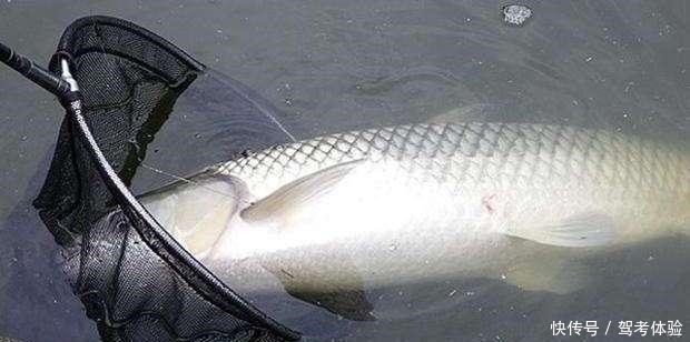 钓鲫鱼窝内出现大片鱼泡,为何没鱼吃钩因为它想吃吃不到!