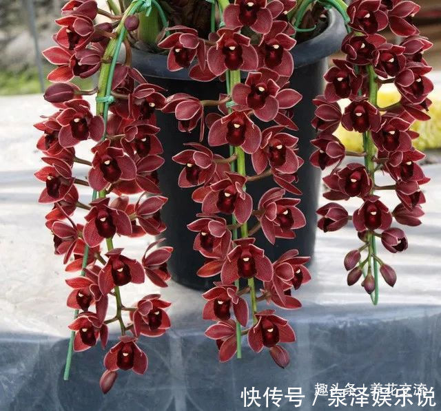 杜鹃花|过年适合在家里摆放着8种盆栽观赏植物,养护难度也比较低