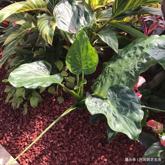 养花的5个“坏习惯”，你中了没，赶紧改掉，否则仙人掌都能养死