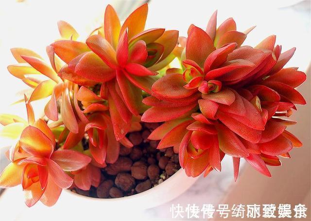 悬崖状|喜欢多肉就选这1款,火红喜庆颜值高,只要4招,养成垂吊悬崖桩
