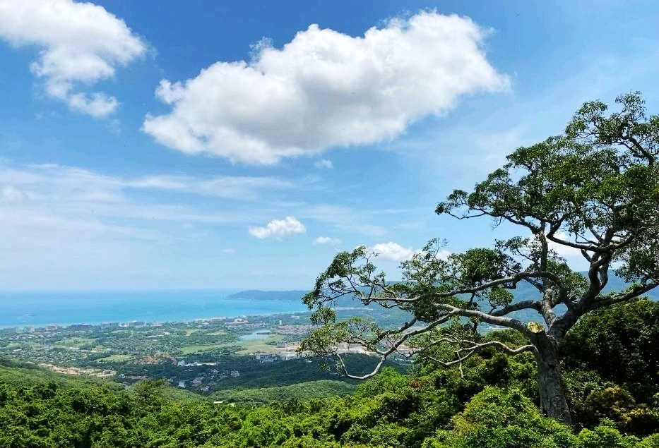 热带雨林|不一样的热带雨林，不一样的美丽风景——游亚龙湾热带天堂森林公园