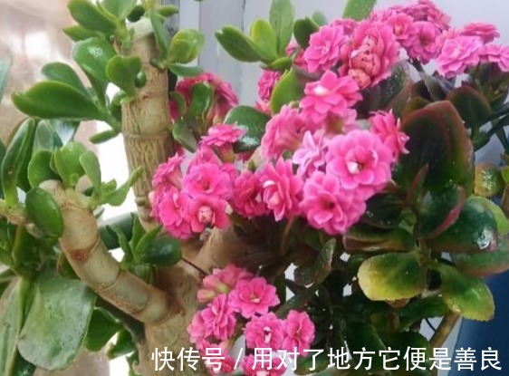 长寿花“嫁给”不死鸟,不怕黄叶,不怕烂根,变成“不死长寿花”