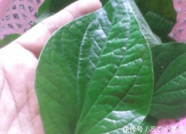 煮饭|农村一种“神奇”植物,可以使肉变香,用它的叶子煮饭是一绝