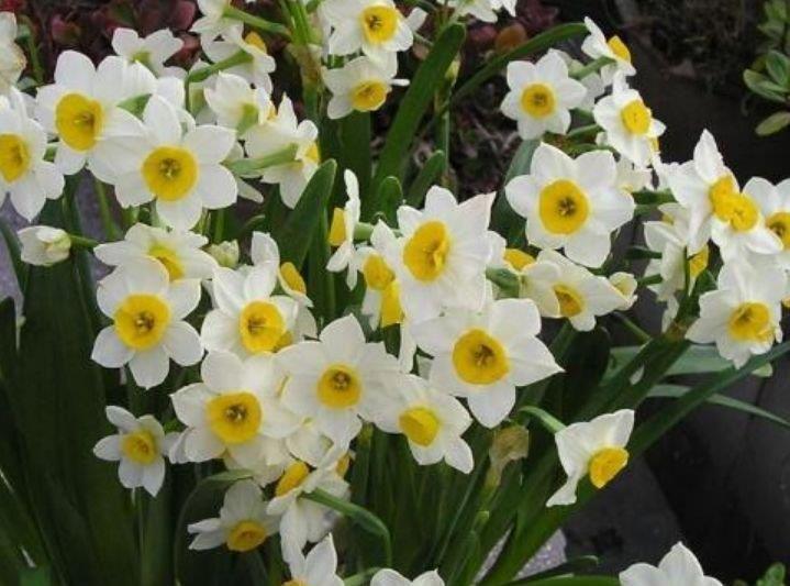 4种美丽的花，养在家里繁花似锦，清新脱俗，旺运一整年